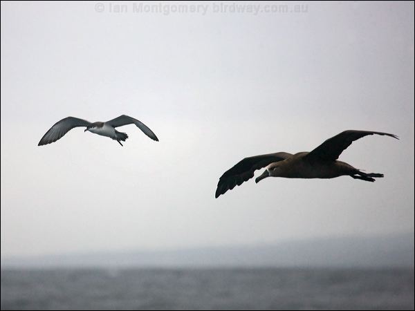 Buller's Shearwater bullers_shearwater_107250.psd