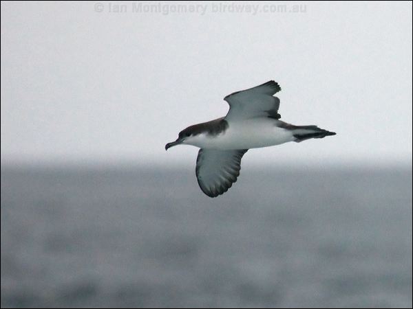 Buller's Shearwater bullers_shearwater_107254.psd