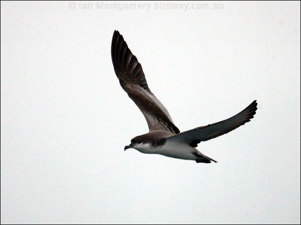 Buller's Shearwater bullers_shearwater_107258.psd