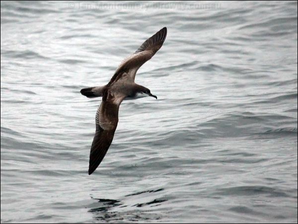 Buller's Shearwater bullers_shearwater_107279.psd