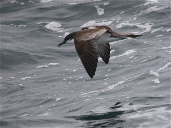 Buller's Shearwater bullers_shearwater_107281.psd