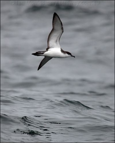 Buller's Shearwater bullers_shearwater_107309.psd