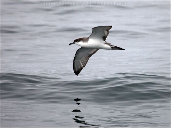 Buller's Shearwater bullers_shearwater_107334.psd