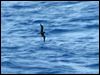 Click here to enter gallery and see photos of Bulwer's Petrel