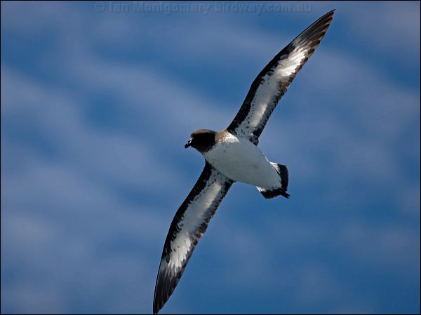 Cape Petrel cape_petrel_122877.psd