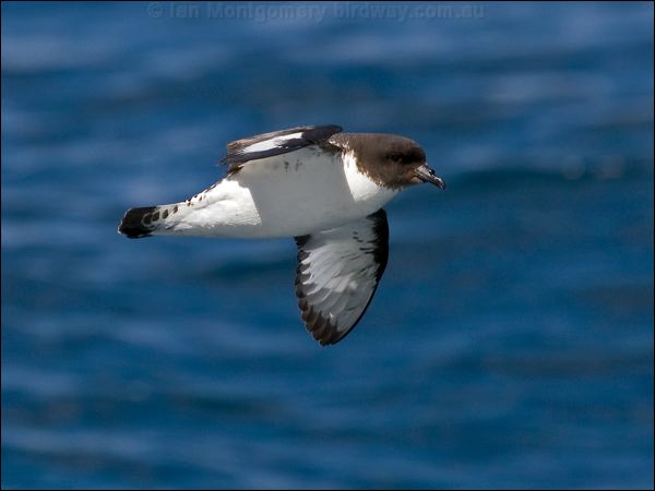 Cape Petrel cape_petrel_122941.psd