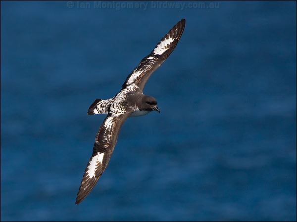Cape Petrel cape_petrel_122943.psd