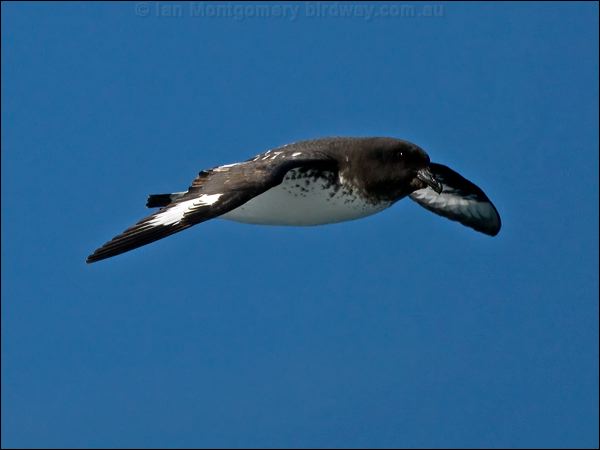 Cape Petrel cape_petrel_122952.psd