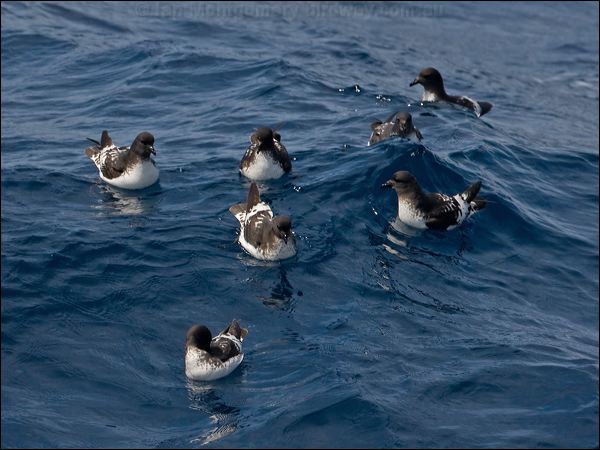 Cape Petrel cape_petrel_123495.psd