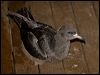 fleshfootshearwater_154064
