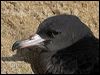 Click here to enter gallery and see photos of Flesh-footed Shearwater
