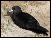 fleshfootshearwater_154077
