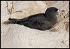 fleshfootshearwater_154095