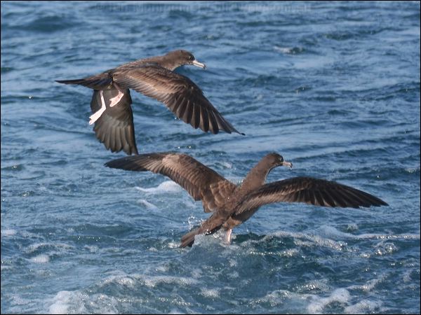 Flesh-footed Shearwater fleshfoot_shearwater_43624.psd
