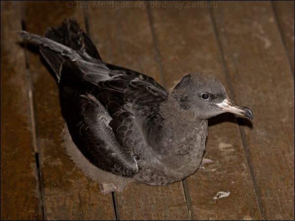 Flesh-footed Shearwater fleshfootshearwater_154064.psd