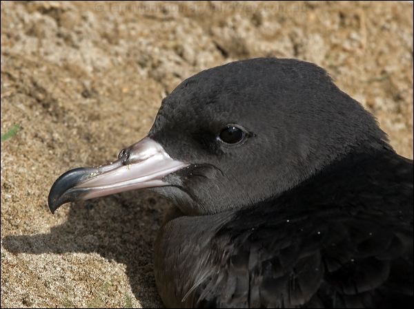 Flesh-footed Shearwater fleshfootshearwater_154073.psd