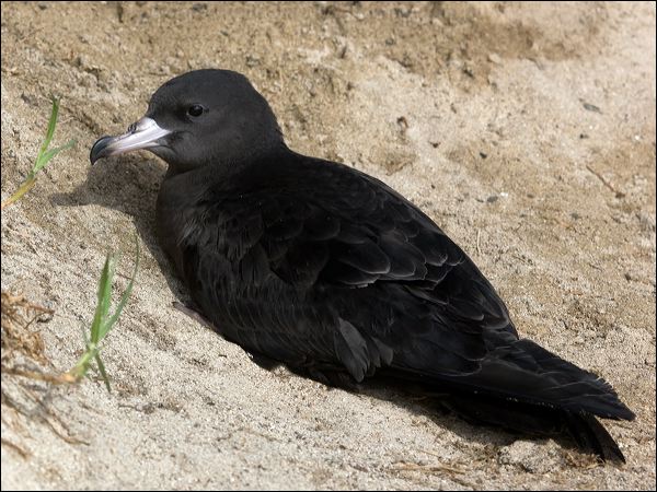 Flesh-footed Shearwater fleshfootshearwater_154077.psd