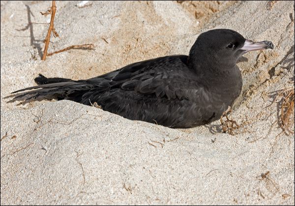 Flesh-footed Shearwater fleshfootshearwater_154095.psd