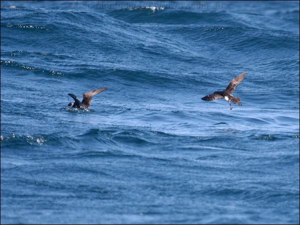 Fluttering Shearwater fluttering_shearwater_44244.psd