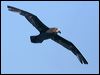 great_winged_petrel_43905