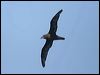 great_winged_petrel_43932