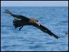 great_winged_petrel_43965