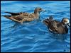 great_winged_petrel_43982