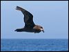 great_winged_petrel_44056