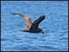 great_winged_petrel_44057