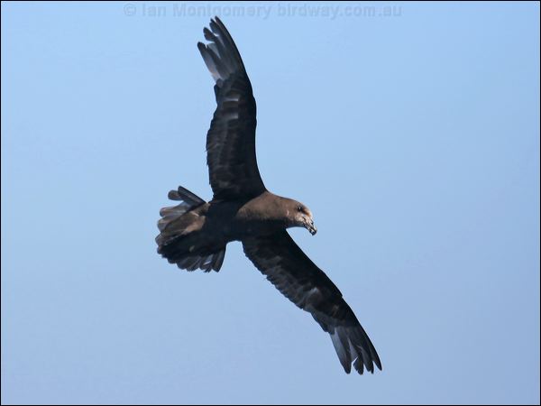 Great-winged Petrel great_winged_petrel_43900.psd