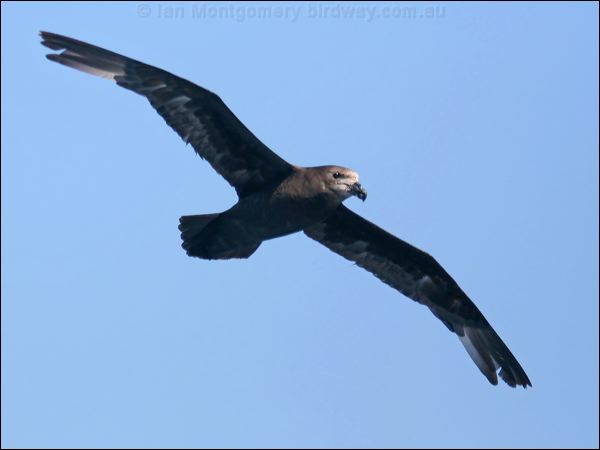 Great-winged Petrel great_winged_petrel_43905.psd