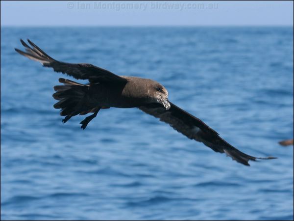 Great-winged Petrel great_winged_petrel_43965.psd