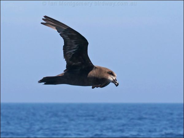 Great-winged Petrel great_winged_petrel_44056.psd
