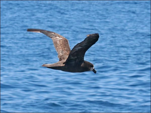Great-winged Petrel great_winged_petrel_44057.psd