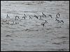 manx_shearwater_130074