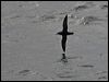 manx_shearwater_130137
