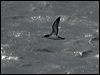 manx_shearwater_130138