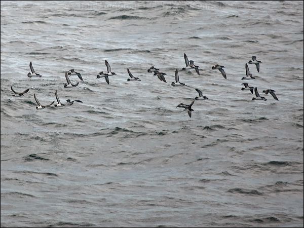 Manx Shearwater manx_shearwater_130074.psd