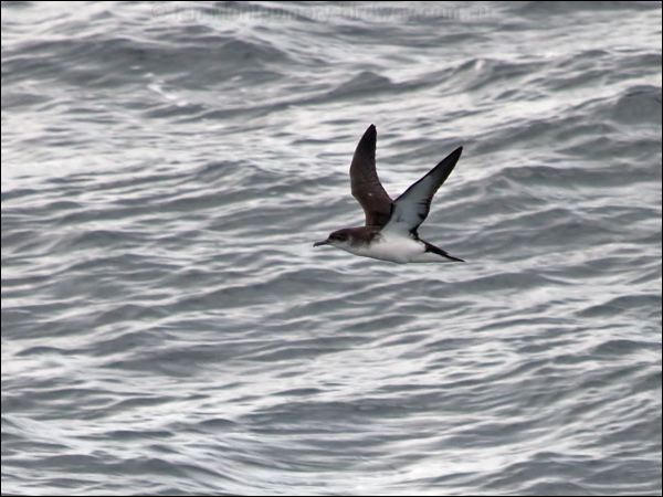 Manx Shearwater manx_shearwater_130108.psd