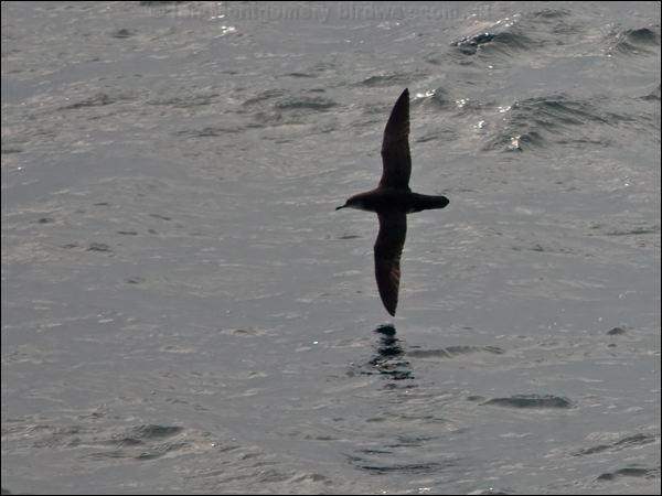 Manx Shearwater manx_shearwater_130137.psd