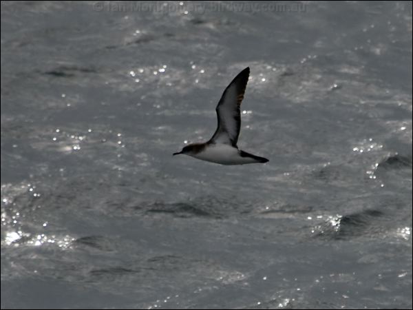 Manx Shearwater manx_shearwater_130138.psd