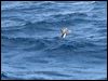 Click here to enter gallery and see photos of Mottled Petrel