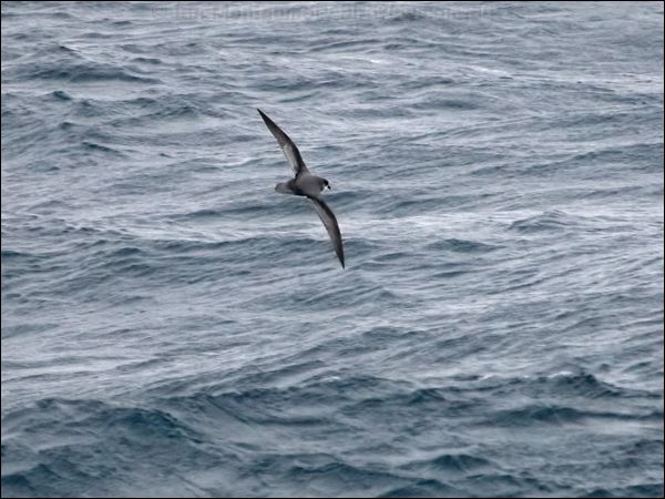 Mottled Petrel mottled_petrel_127509.psd