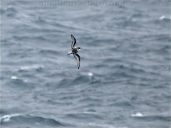 Mottled Petrel mottled_petrel_127510.psd