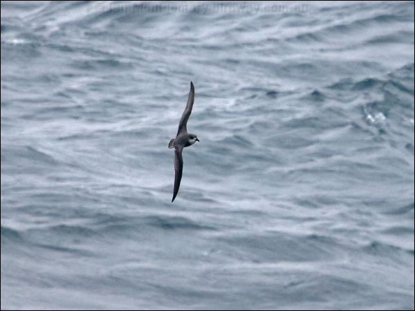 Mottled Petrel mottled_petrel_127524.psd