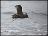 northern_fulmar_107387