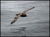 northern_fulmar_107428