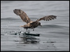 northern_fulmar_107433