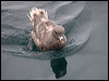 northern_fulmar_107477