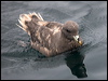 northern_fulmar_107480